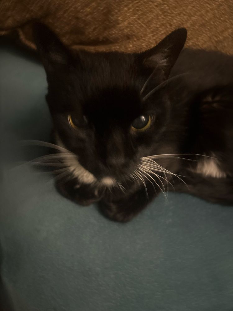 Very cute tuxedo cat stares into the camera with his widdle paws tucked under his face.