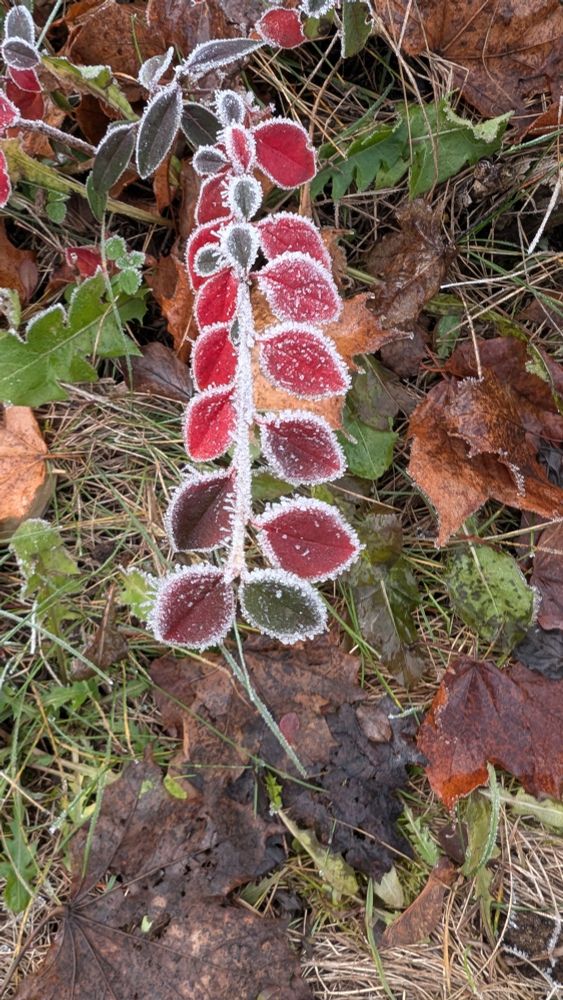 Les feuilles rouges d'un buisson avec du givre 