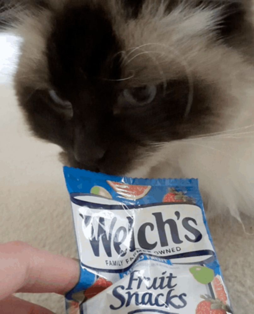 a cat looking at a pack of welch 's fruit snacks