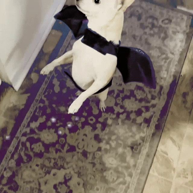 a small white dog wearing a bat costume is standing on a purple rug