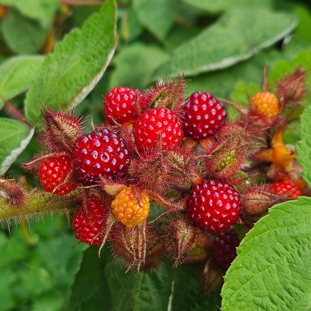 Photo of Japanese wine berries. A cluster of red berries, similar to raspberries. Surrounded by green leaves.