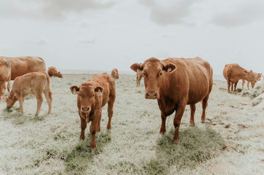 Farming to remain outside NZ's emissions trading scheme - Expert Reaction