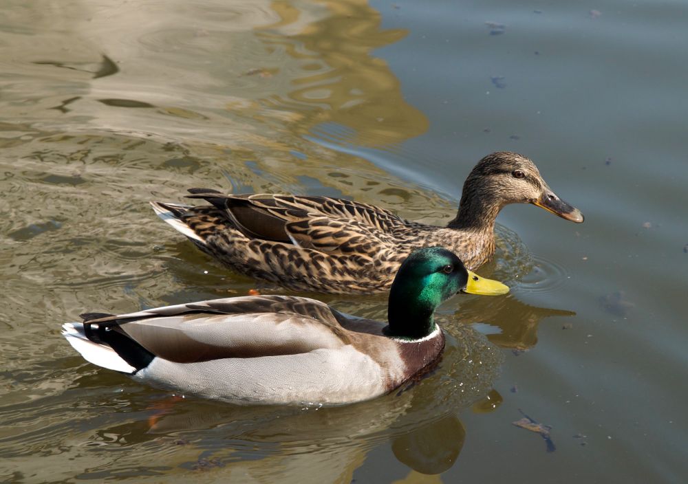 NZ's wild birds have been safe from severe bird flu so far - Expert Reaction