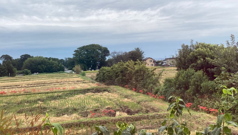 彼岸花いっぱい