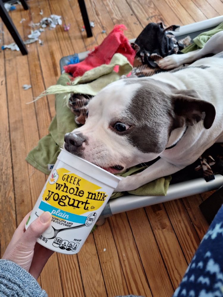 Pitbull mix dog, white with gray patches, gets to lounge on his dog bed and lick the remaining greek yogurt out of a near empty tub. This is so exciting, his eyes are a little wild and there are smears of yogurt on his nose that he will have to lick off later.