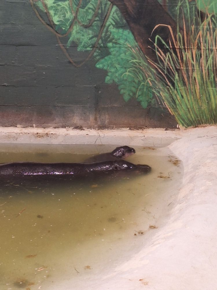 Lounge in a warm bath. Tip brought to you by mama Iris and baby Poppy, the pygmy hippos. They are hanging out in the back of the pool in their enclosure, in front of a mural of tall grass and other tropical foliage.