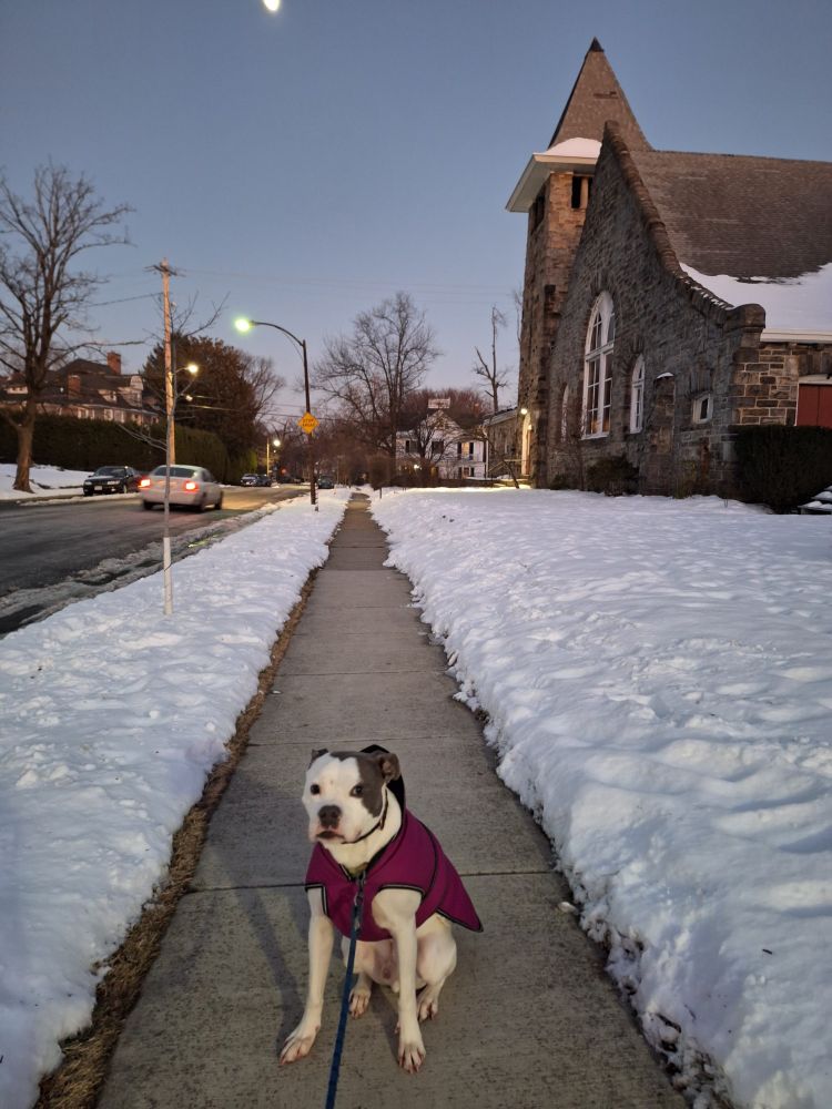 Grey and white pitbull dog in a magenta winter coat. He is sitting nicely on a shoveled sidewalk on a snowy evening. There is a stone church to his right, a road with a white car driving away from the viewer to his left, and houses in the background. He is a very good dog on a peaceful night.