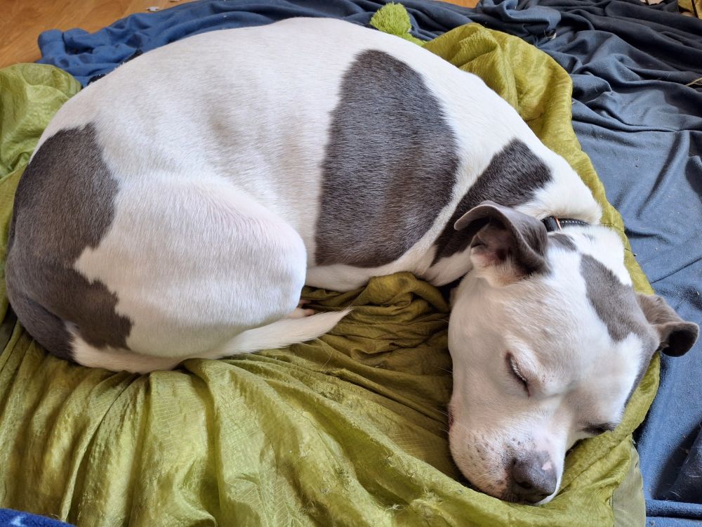 gray and white pitbull mix dog curled up asleep on a camouflage poncho liner over a blue fleece blanket
