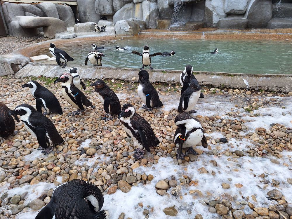 Enjoy some winter sports if that's your thing! Tip brought to you by a crowd of penguins, some swimming in a pool in the background, while others hangout on snowy pebbles in the foreground. In the middle of the frame is one lil guy perched on the edge of the pool with wings outstretched, showing off for the camera.