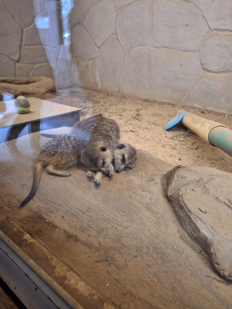Cuddle together for warmth. Also if you nap, the cold times pass quicker. Tip brought to you by a picture of two meerkat in a little nap pile.