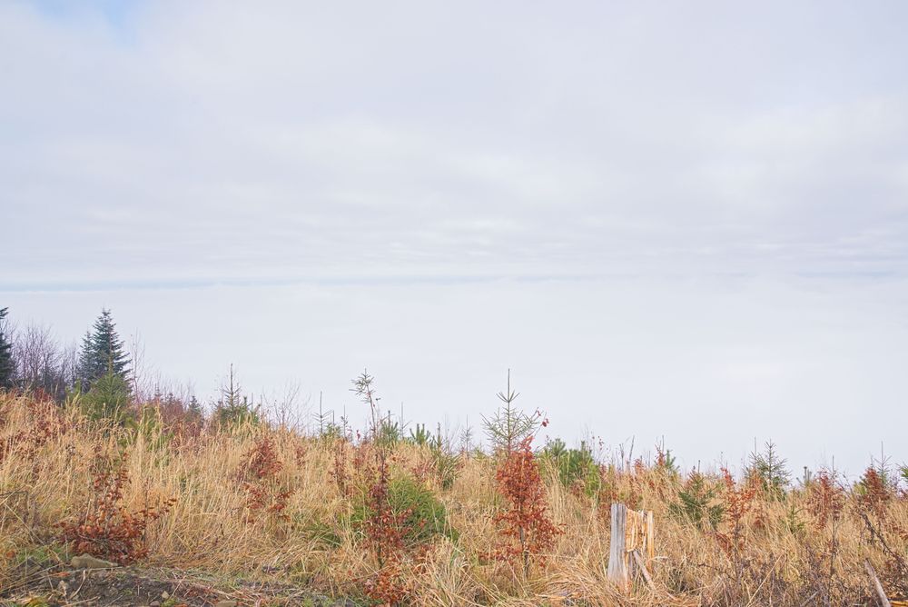 Pohled do "šlehačky" - v popředí podzimní tráva a malé stromky, v pozadí bílá mlha.