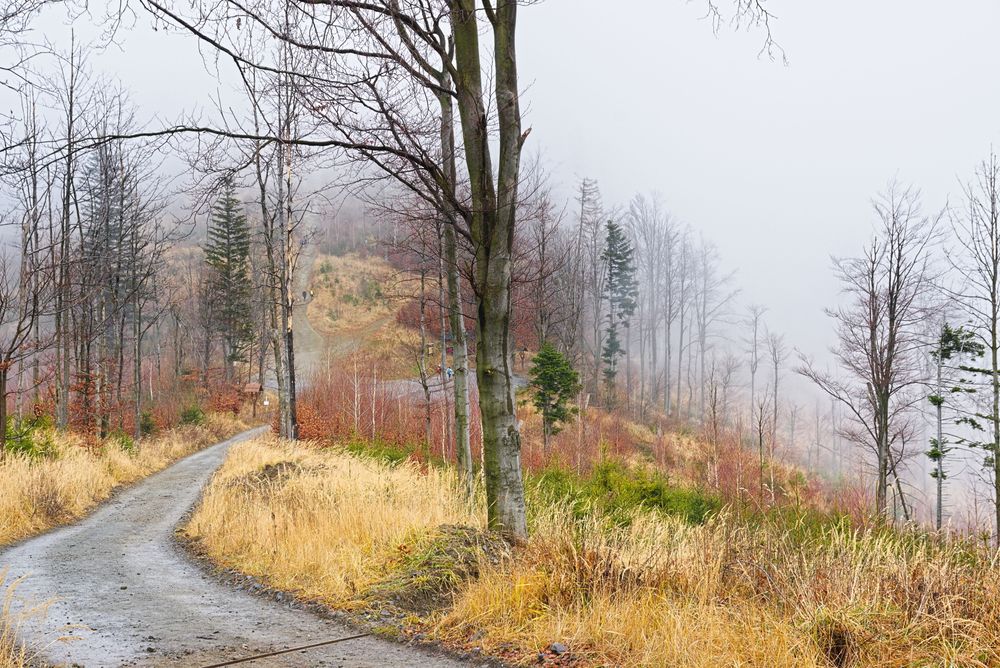 Pohled na sedlo pod Ondřejníkem - cesta, stromy, žlutá tráva a mlha