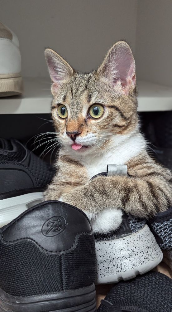 Aglet, the grey tabby cat, posing while hugging a shoe and sticking his tongue out.  Looks like a 2nd grade class photo.