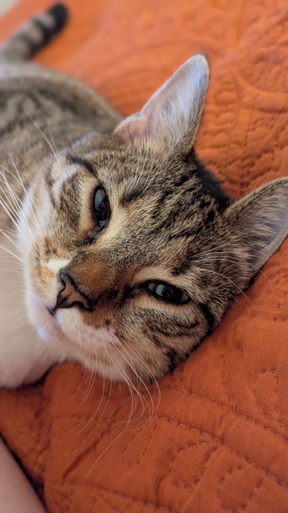 Aglet, the grey tabby cat, looking handsome on the orange bedspread (this is a repost he's just so handsome!!
