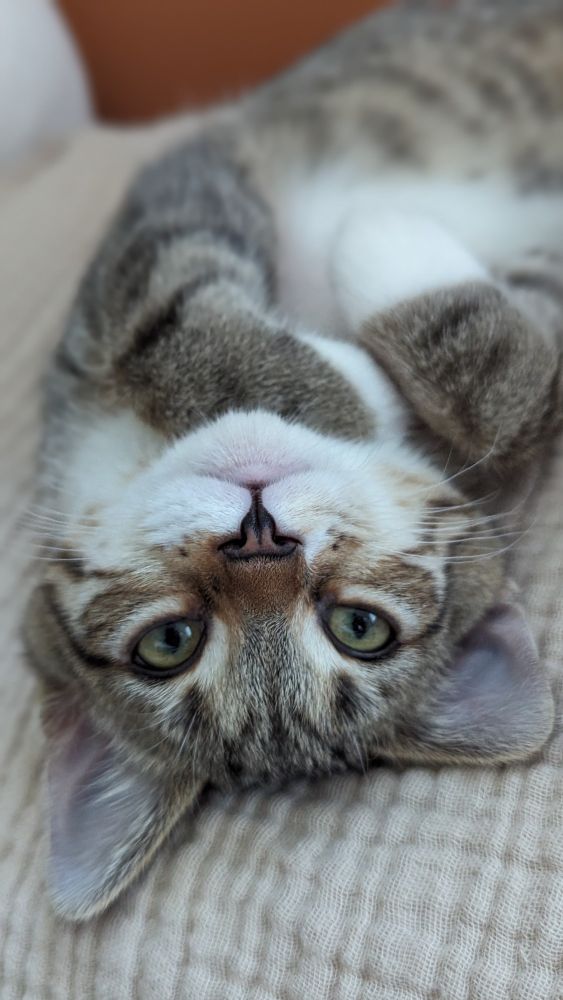 Aglet, the grey tabby cat, posing with his paws under his chin like some kinda cutie while laying on a beige blanket