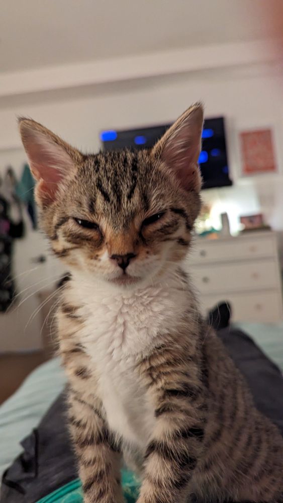 Aglet, the grey tabby cat, as a kitten after waking up from a nap