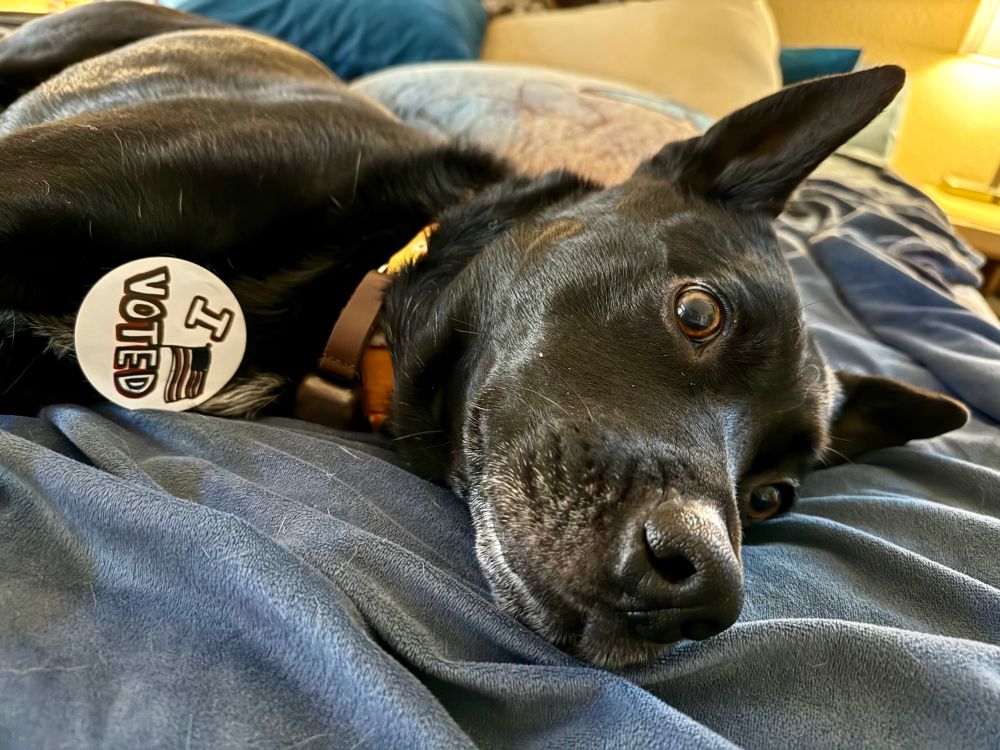 Black dog lying on his side with a white sticker on his chest that saysI Voted. 