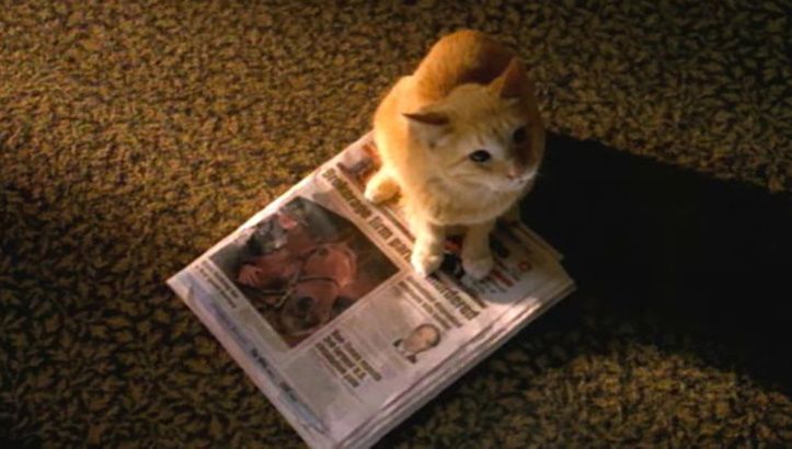 An orange tabby cat sitting on top of tomorrow's edition of the Chicago Sun Times. 