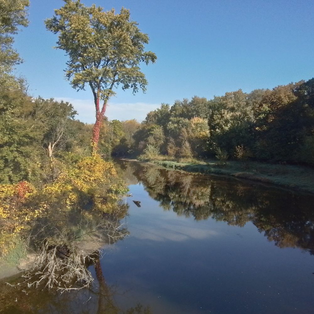 River with trees on a sunny day.