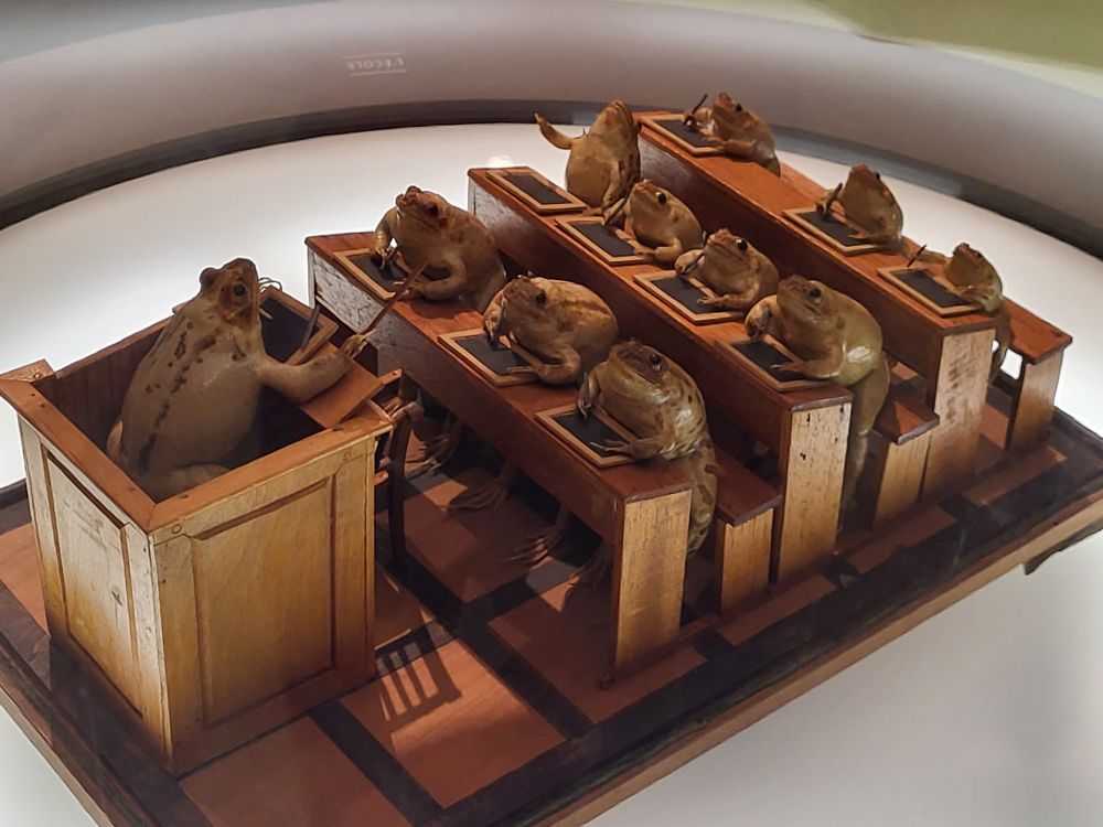 Taxidermied frogs in a classroom