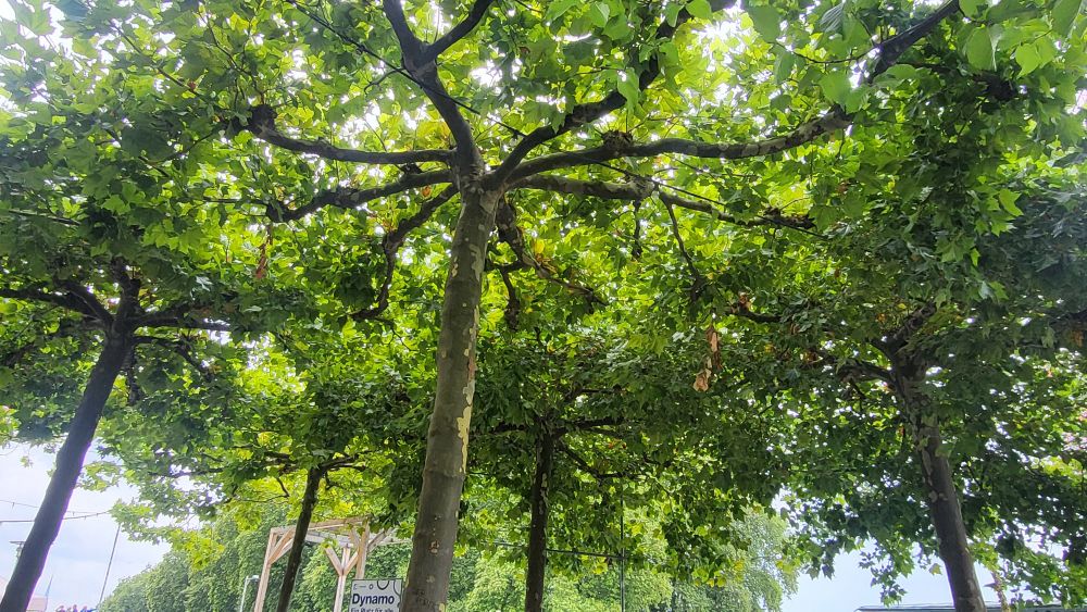 Looking up at the crowns of several trees, each is pruned to have 6-8 main branches spoking horizontally from the trunk. As a group, they provide a solid sheet of green leaves thick enough to provide dense shade.