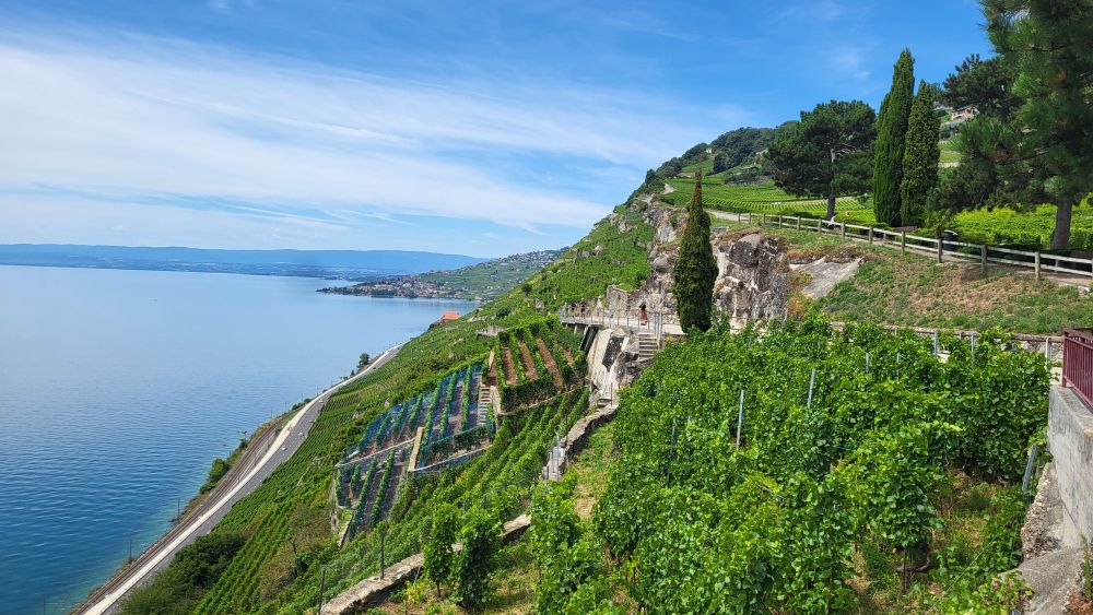 Photo of a very, very steep hillside covered in vineyards, sloping down to a large lake. There is a very tiny road at the bottom of the hill, and if you peer closely you can see dots that are cars. 