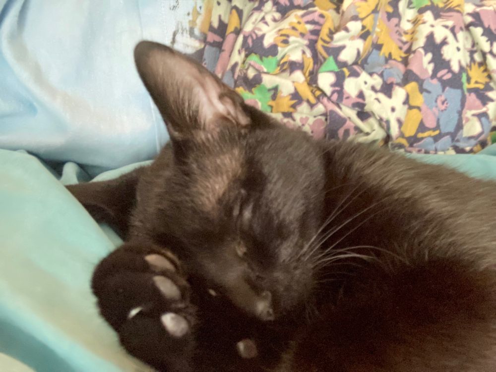 Papaya, a black cat is sleeping soundly. 