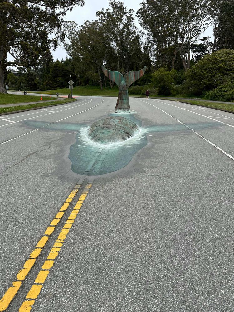 Dolphin in the middle of the road, Golden Gate Park San Francisco