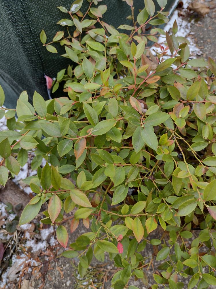 Blueberry bush with green leaves. Some have the slightest tinge of red, but it's as green as summer. 