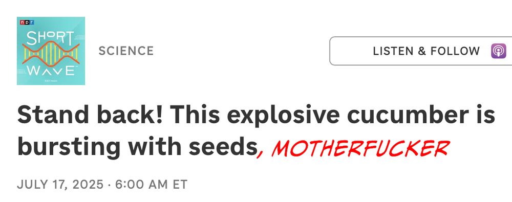 Stand back! This explosive cucumber is bursting with seeds, motherfucker