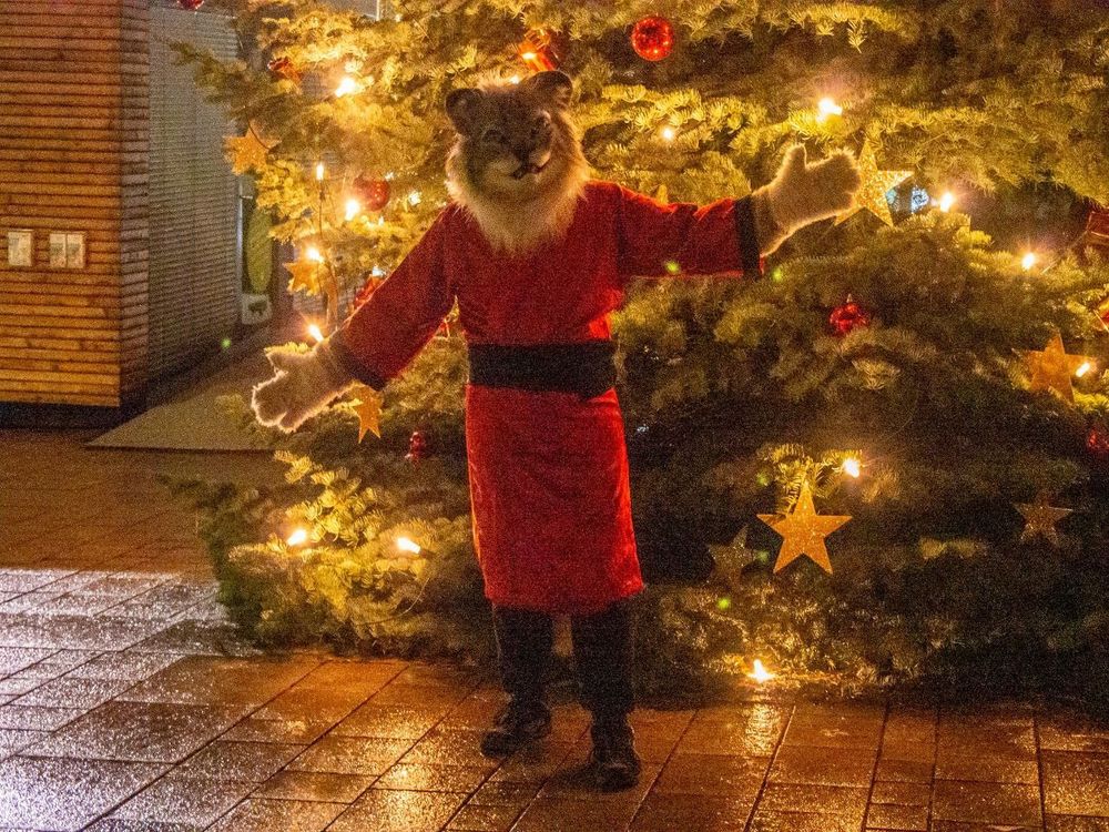 Schneeleopard Curry vor festlich geschmücktem Tannenbaum am Abend