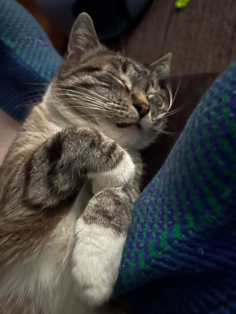 A stripey grey and white cat sleeps blissfully between two slippered feet.