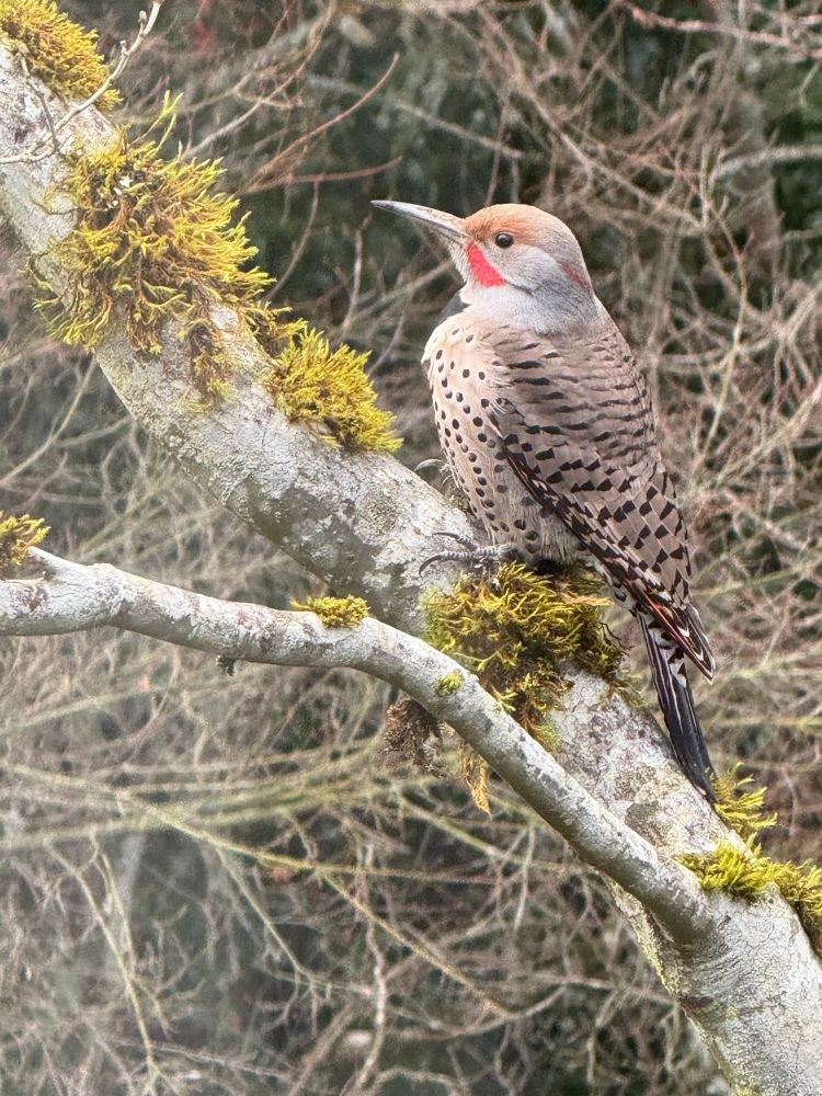 A bird with a red patch on the face and buff-and-black coloring on its back sits on a branch just chilling. 