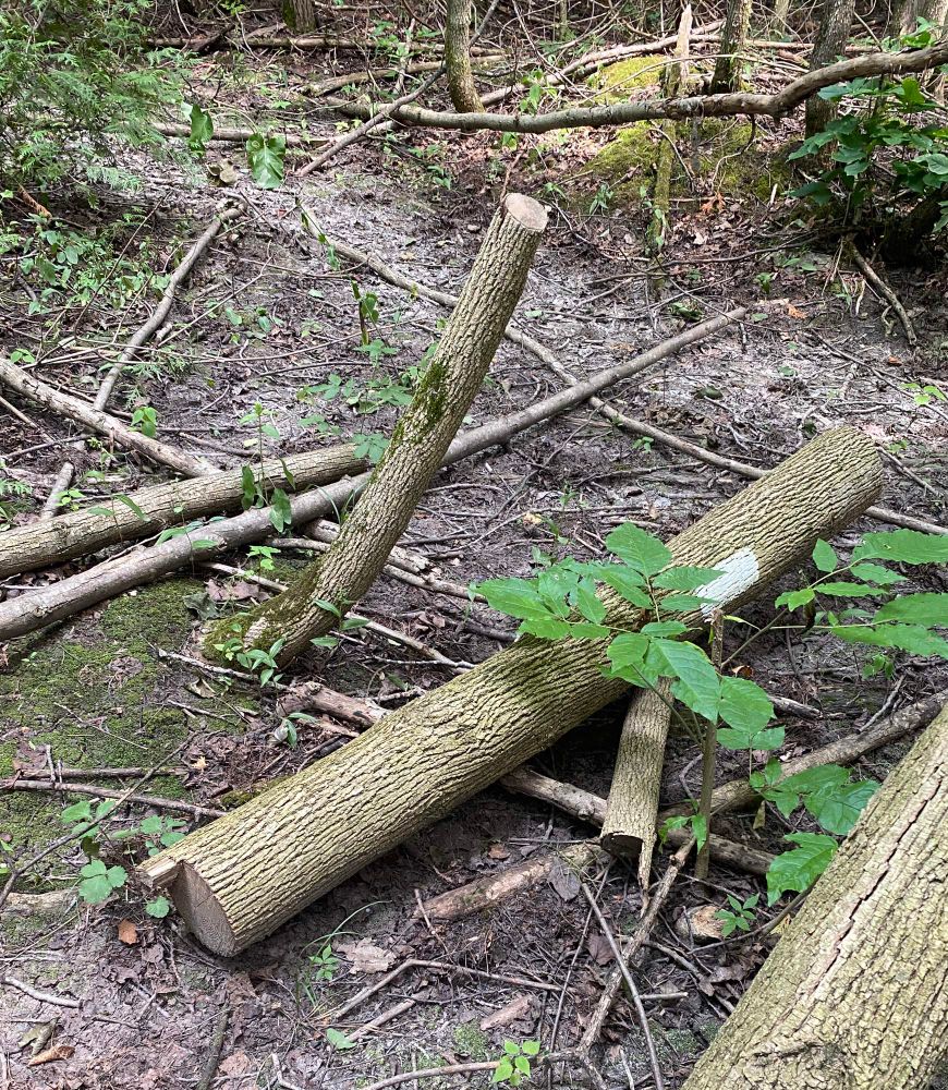 Trail marker on a tree that has been cut, laying beside the trail