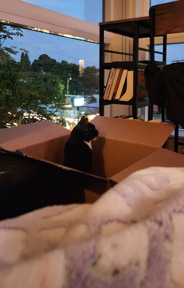 My tuxedo cat in a big cardboard box