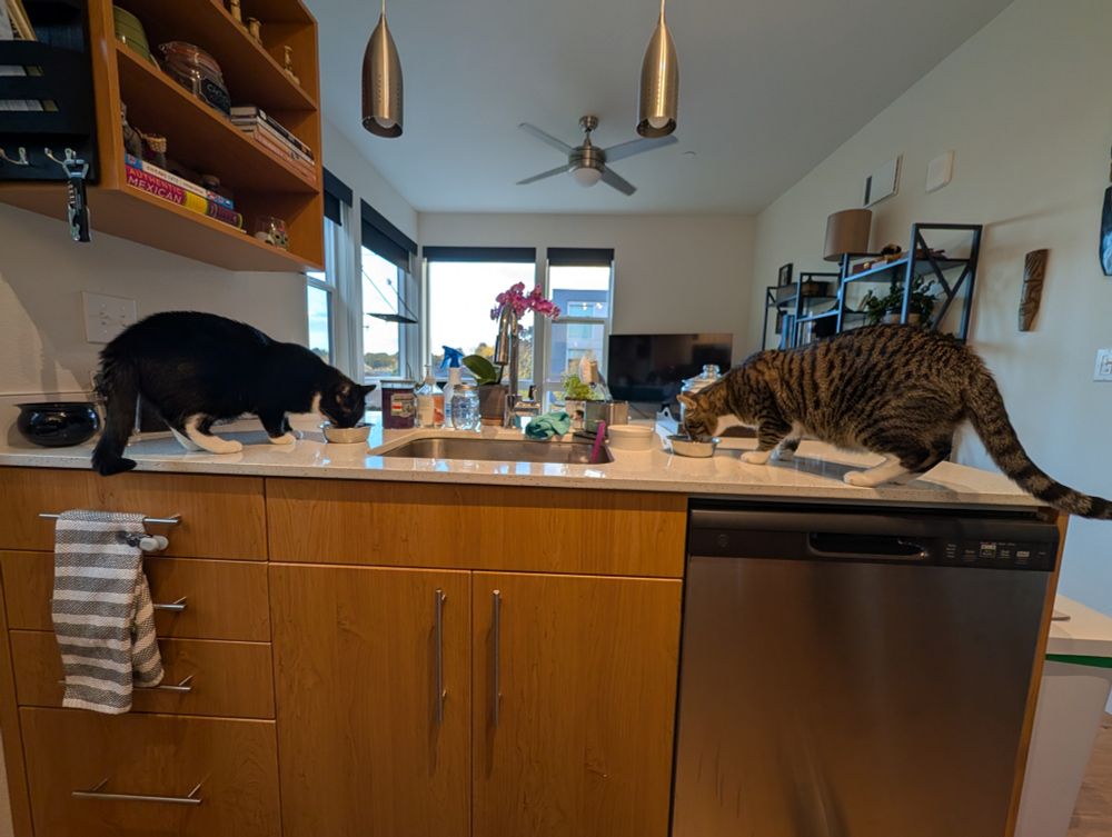 A tuxedo cat and a gray tabby face each other while eating dinner on opposite sides of the counter 