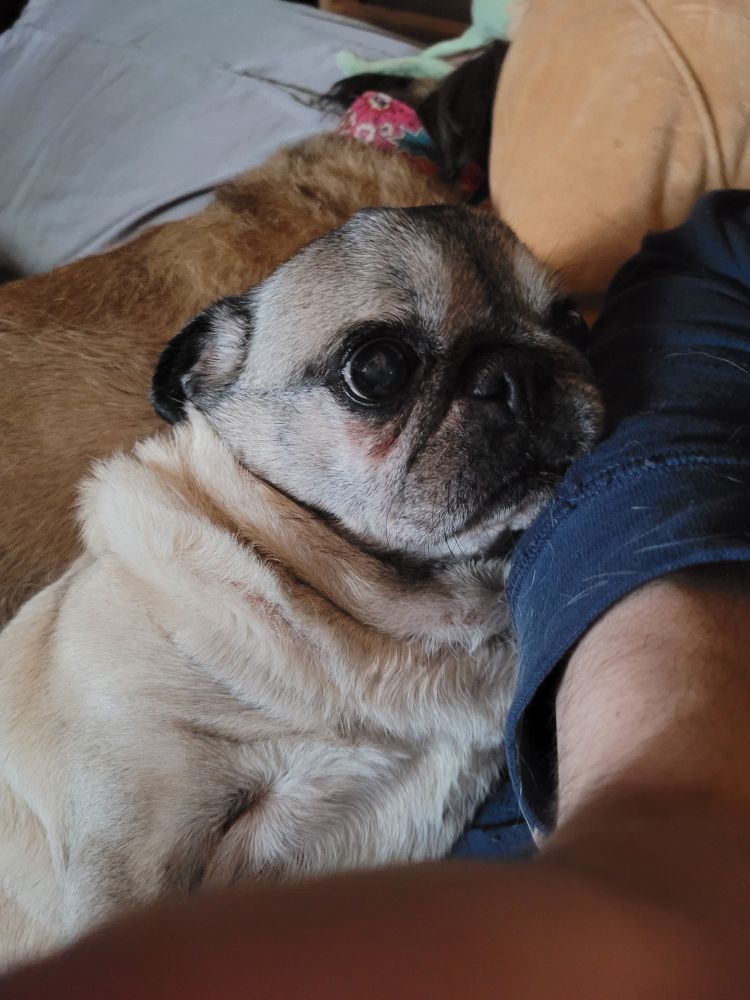Mixie, my pug staring up at me 