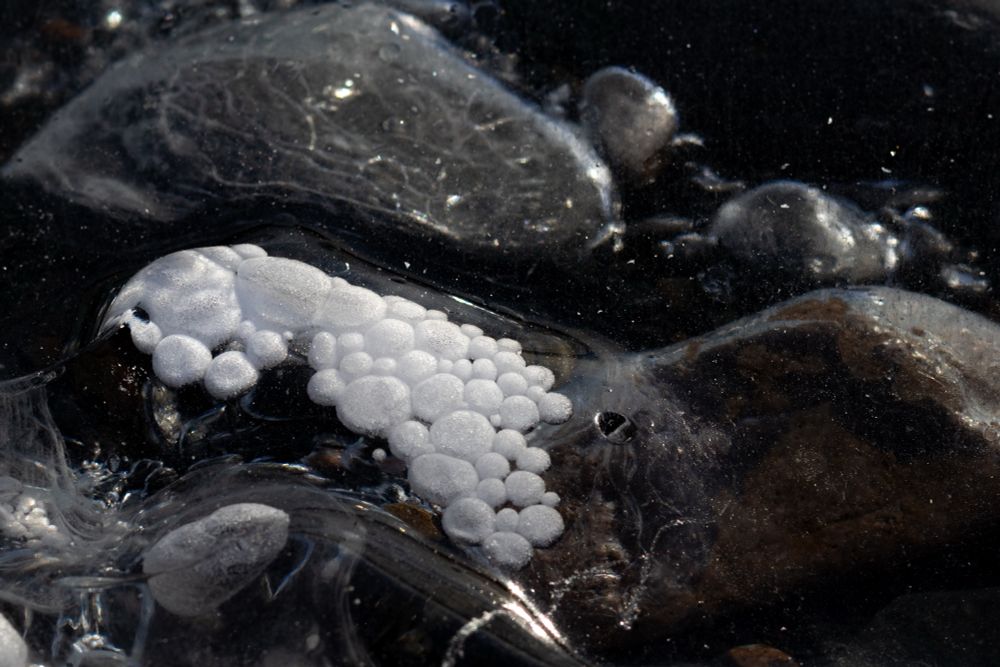 A layer of very clear ice covers rocks near the edge of a lake. The closeup of one of the rocks shows a cluster of small white bubbles of varying size inside the ice. The bubbles are all clustered together over one rock, they look like tiny little fluffy cotton balls encased in glass. 