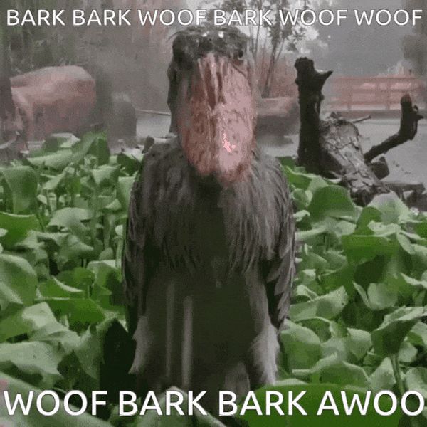 GIF of a Shoebill Stork standing and staring in some greenery in the rain with the top text reading "BARK BARK WOOF WOOF BARK WOOF WOOF" and the bottom text reading "WOOF BARK BARK AWOO" 