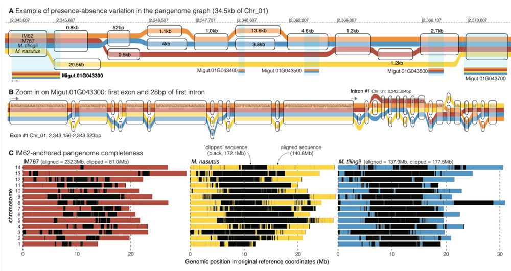 Fig. 4 | Exploration of the pan-genome graph. A 2.34-2.37Mb on chromosome 1 is a complex region in the genome that illustrates how the pan-genome graph handles large scale presence594 absence variation. Here, any variants smaller than 52bp are excluded so that the large insertion deletions in this region are apparent. Haplotypes containing similar sequences are binned in the transparent rounded rectangles (“nodes”), divergent but syntenic/orthologous sequences have stacked nodes, and deleted sequences show the path outside of a node. B The first exon and the first 28bp of the first intron of a gene with family members across all four genomes is shown as an example of how SNPs and INDELs appear at the base pair level in a sequence graph. C The positions of aligned sequence retained in the graph (colored following the tubes in panels A-B) and that which is un-alignable and clipped (black) are presented in a pan-genome anchored by IM62.