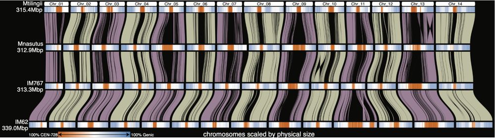 Fig. 3 | DEEPSPACE synteny map highlighting positions of centromeric repeats. Collinear blocks between the same chromosomes are shown as transparent ‘braids’ and chromosome segments are visualized as color-gradient rectangles along an x-axis that scales each genome by its physical size. Regions that do not map between chromosomes are visualized as black ‘wedges’ in the map. These can be due to ineffective unique mapping in highly repetitive centromeres (e.g. Chr 9 IM62-IM767), expansion of centromeric arrays (e.g. Chr 11 IM62-IM767) or sequence presence/absence. The orange-blue color gradient indicates regions that are gene-rich (blue) or centromeres (orange); fully saturated colors indicate that all sequence in those intervals is masked by that annotation type. White regions have neither genes nor Cent728 repeats, and are likely repeat-rich pericentromeres.