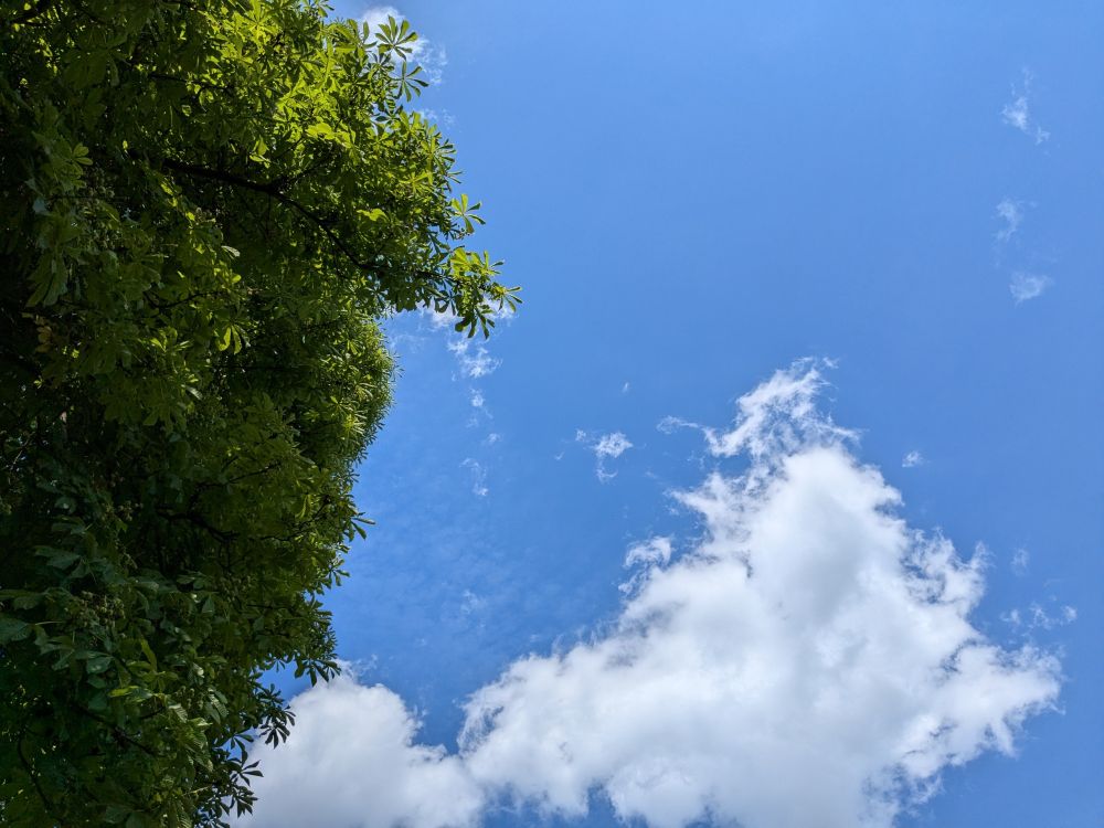 Bild zeigt den Himmel. Es ist ein Tag mit sehr blauem Himmel und fluffigen, eher kleinen Wolken (vgl. Schäfchenwolken).
Zentral im Bild ist der Blaue Himmel. Am unteren Rand sieht man zwei fluffige, kleine Wolken. Das linke Drittel des Bildes sind die grünen Blätter eines Baumes, einer Kastanie. Sonnenlicht schimmert Stellenweise durch die Baumkrone.

Das Foto wurde im Liegen mit Blick nach oben aufgenommen.