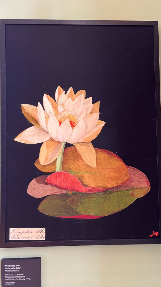 Water lily created using collage by Mary Delaney