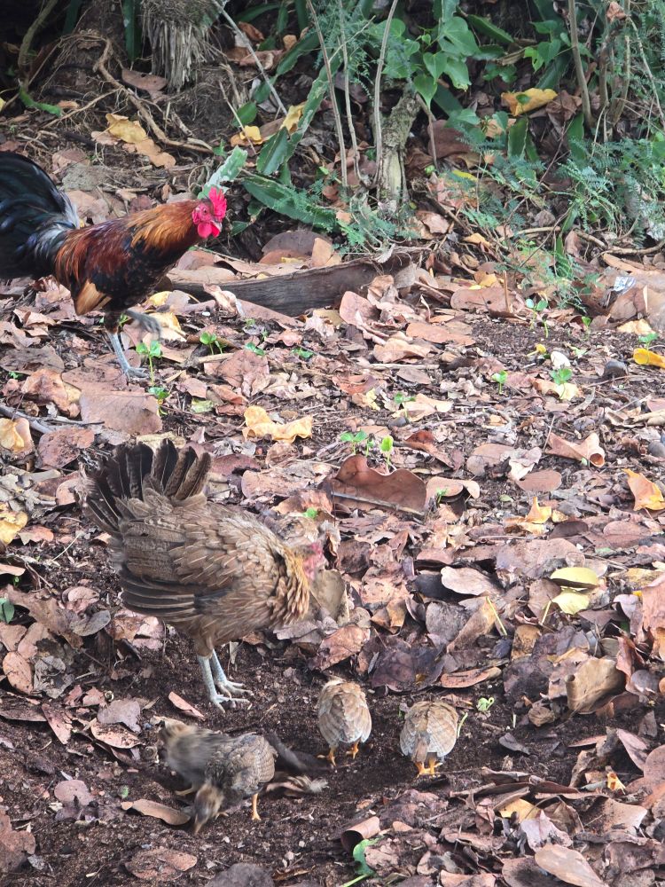 A chicken and three chicken scratch at the dirt in the foreground, a rooster struts in the background.