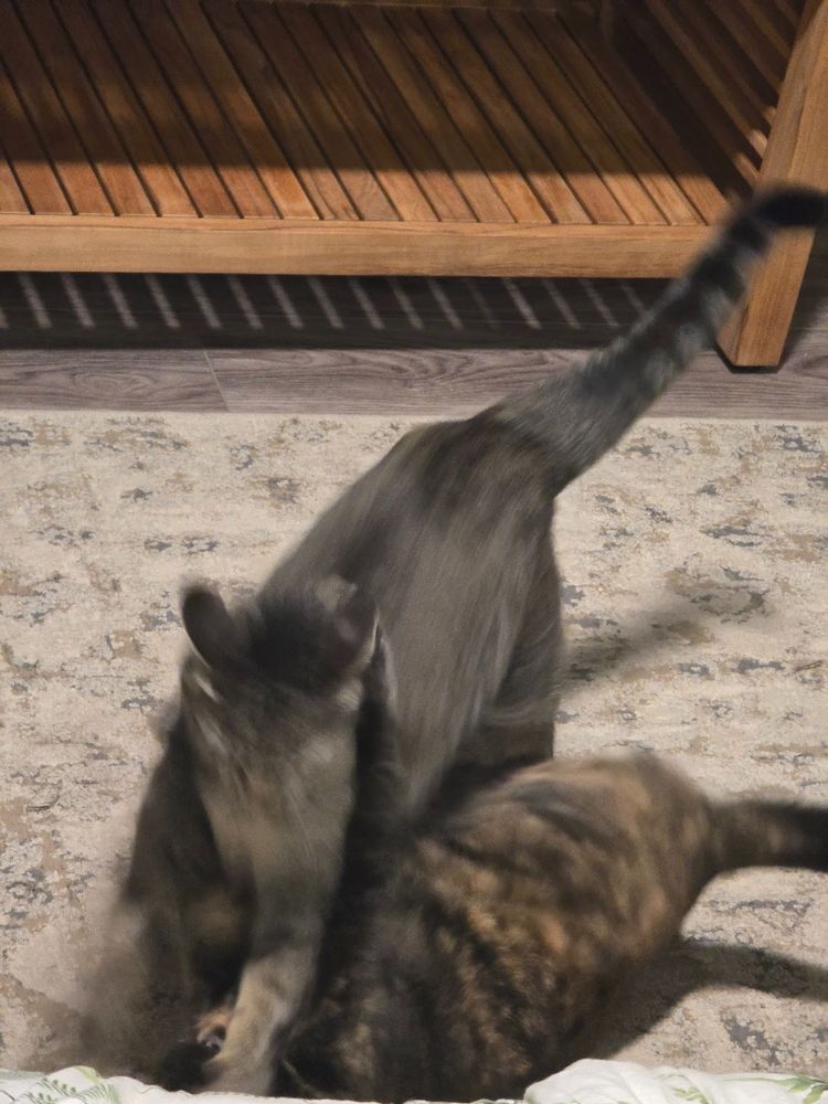 A motion-blurred large grey tabby cat is landing on the head of a smaller tortoiseshell cat.