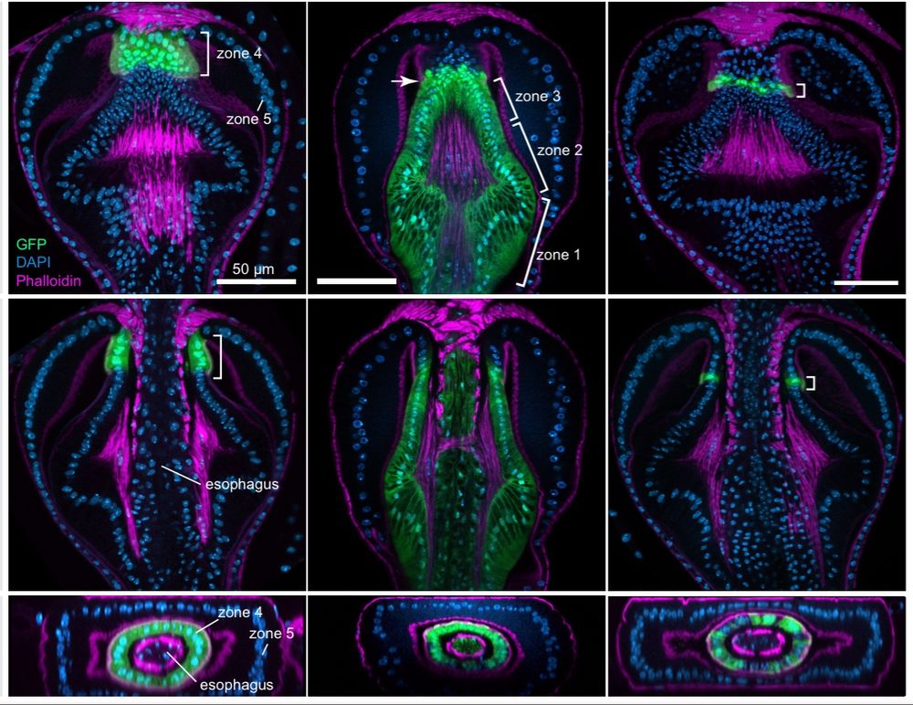 Confocal Images of the fruit fly Proventriculus 