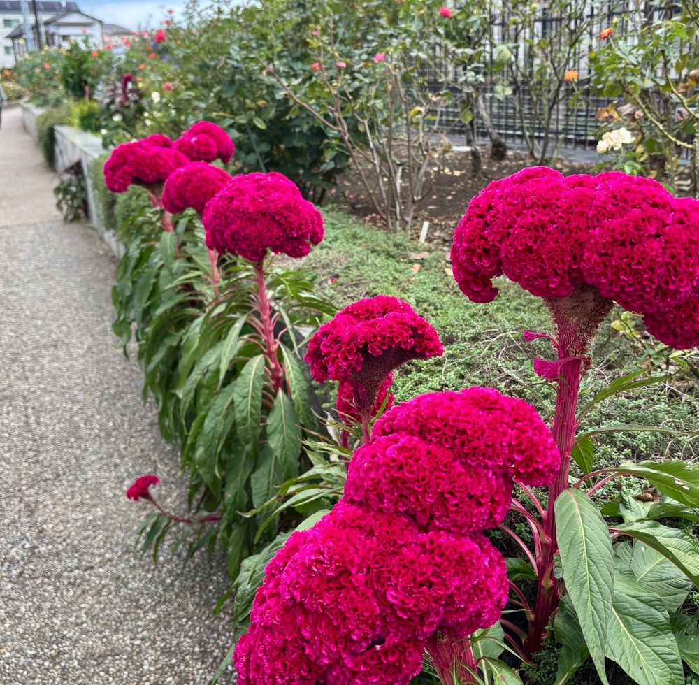 ばら苑アクセスロードに咲くケイトウの花。まるで燃え上がる炎のよう。