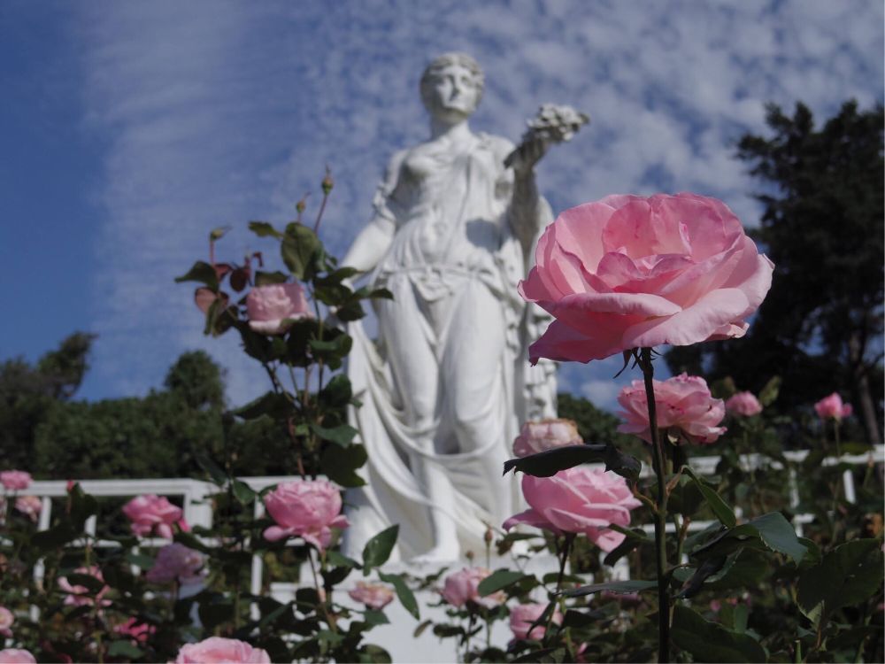 I took this photo last fall at Ikuta-Ryokuchi Rose Garden.