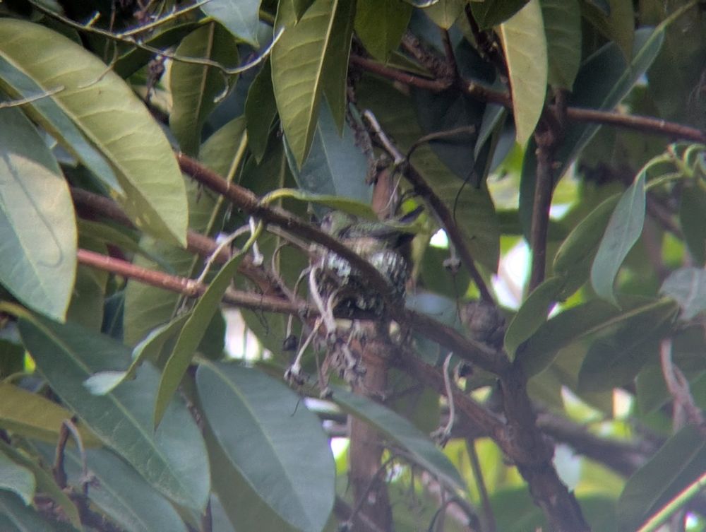 An Anna's Hummingbird, sitting in a new nest of moss and lichen, surrounded by the rhododendron plant it was constructed in.