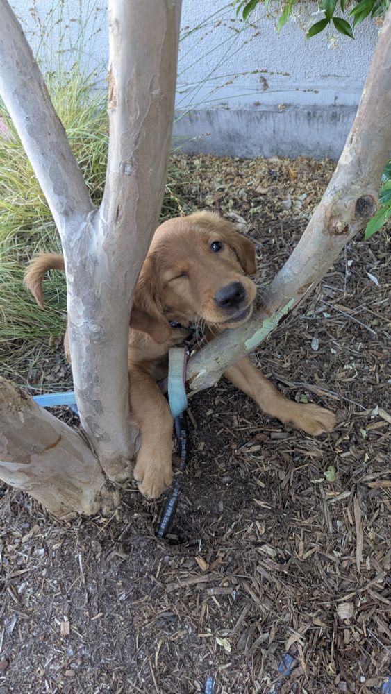 Photo of Miara the golden retriever puppy winking at the camera while posed between her favorite tree branches. One front paw is resting on the branch, and a patch of bright green (from bark being torn away) is visible on the branch beneath Miara's face. It is indeed her handiwork. Her tail is curled behind another of the tree's branches, and on the ground is lots of mulch. 